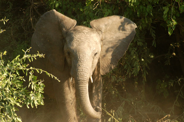 Elephant, Chobe NP