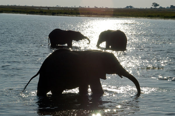 Elephants, Chobe National Park