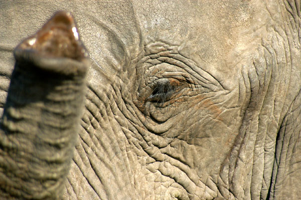 Close-up elephant, Chobe National Park