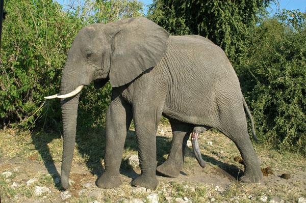 Bull elephant