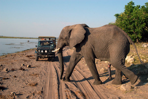 Elephant crossing the track to the Chobe River