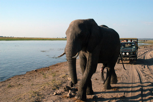 Bull elephant, Chobe National Park