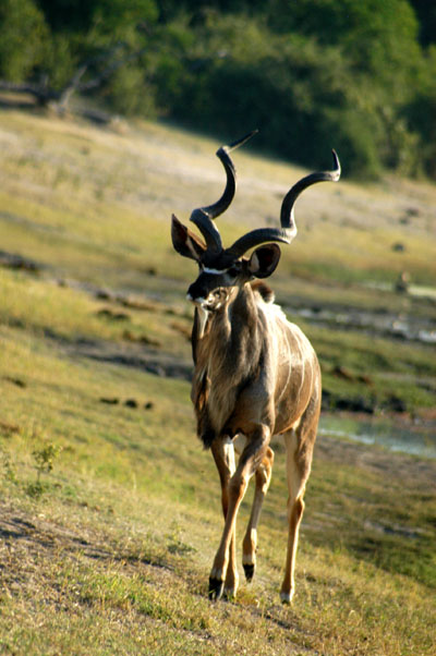 Kudu buck leaving the riverfront