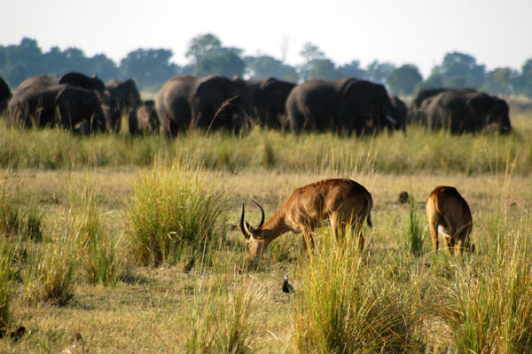 Puku with elephants in the distance