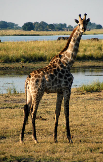 Giraffe at Chobe