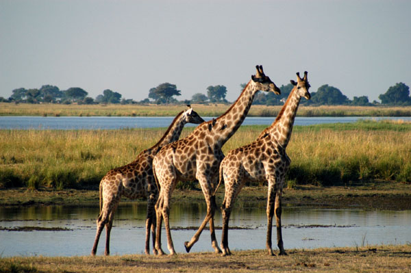 Giraffes, Chobe National Park