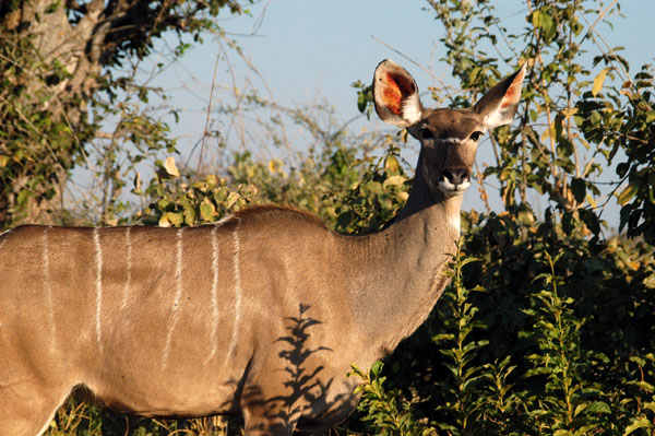 Female Greater Kudu