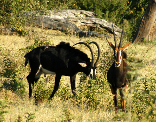 Sable Antelope, Chobe National Park