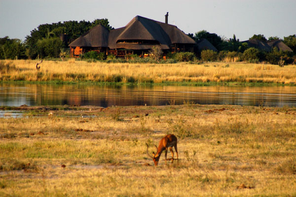 Impala with a Namibian lodge across the Chobe River