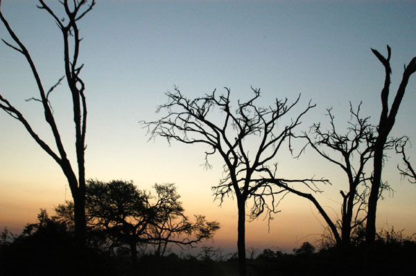 Dead acacia trees at Chobe, a sign of elephant damage