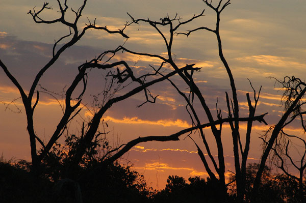 Chobe National Park at dawn