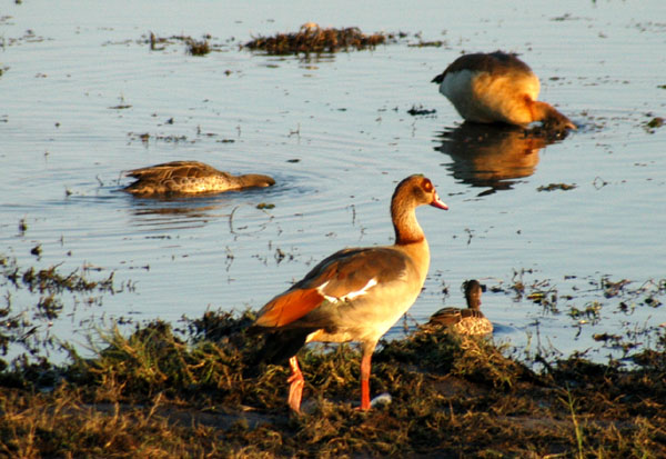 Egyptian goose, Chobe