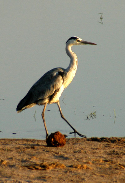 Grey heron and a ball of elephant poo