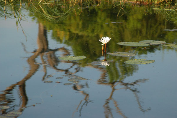 Water flower at Chobe