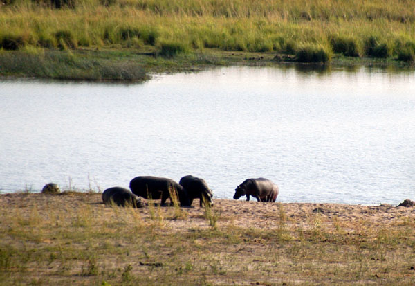 Hippos on the banks of the Chobe River