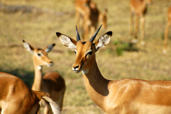 Impala, Chobe National Park