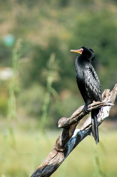 Reed Cormorant,   Chobe, Botswana