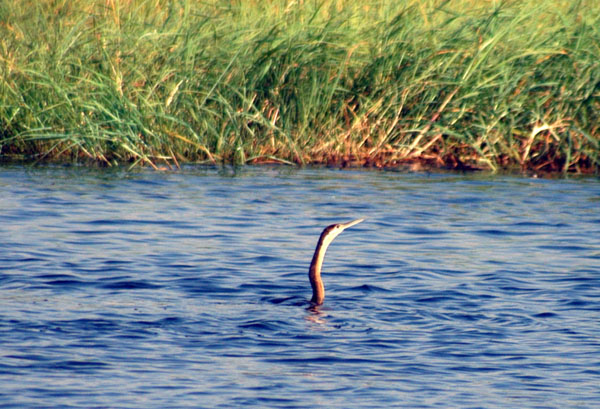 The Darter gets it's name Snake Bird from it's appearance while swimming