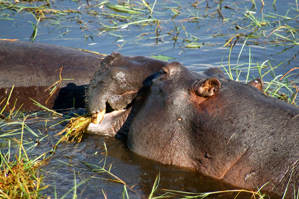 Hippos in the Chobe River