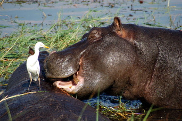 Hippos and Cattle Egret