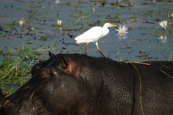 Cattle Egret on the back of a hippo