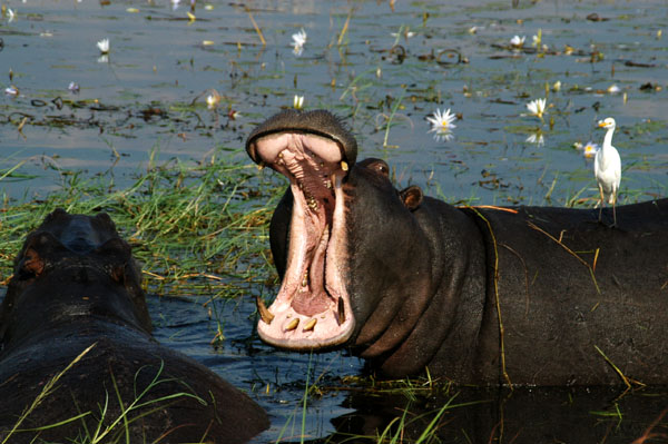 The yawn is a warning