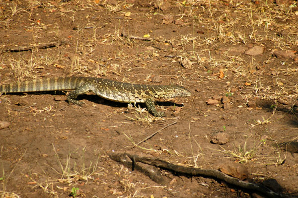 Nile Monitor, a large lizard patrolling the banks of the Chobe River