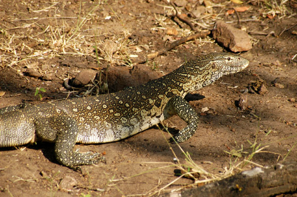 Nile monitor lizard