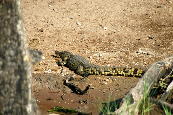 Nile crocodile on the banks of the Chobe