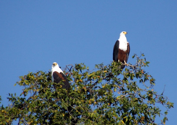 A pair of African Fish Eagles, Chobe