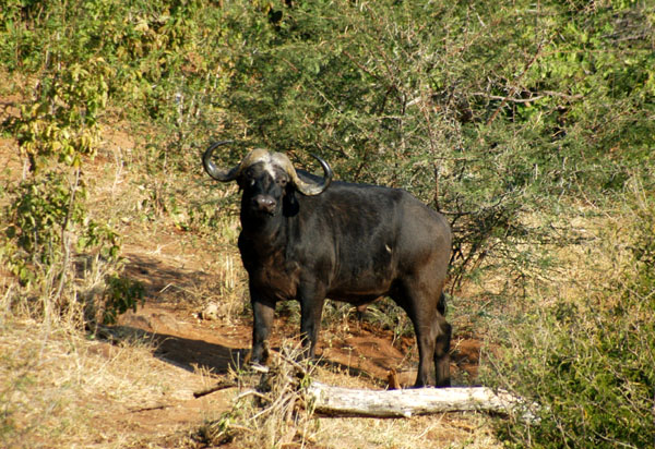 African Buffalo, one of the Big 5, along the Chobe River