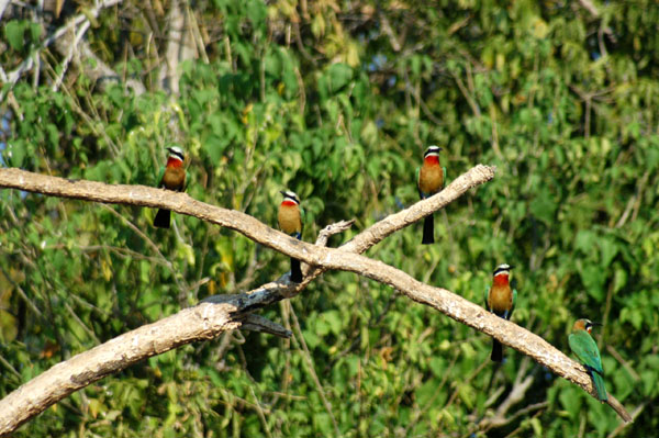 Colony of white-fronted bee-eaters
