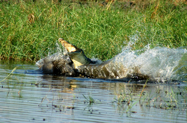 A pair of Nile crocodiles fighting