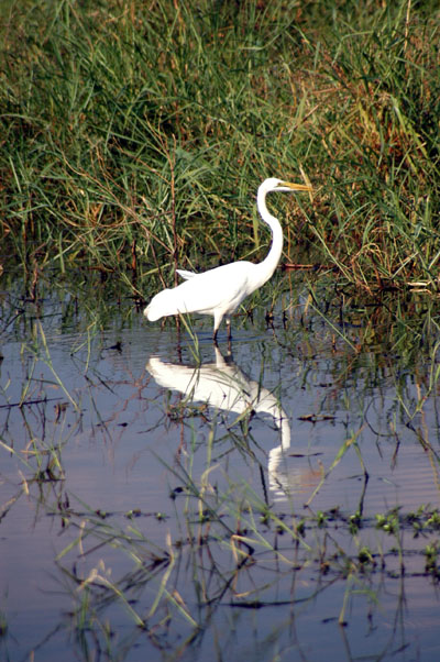 Great Egret,   Chobe, Botswana