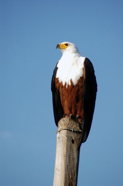 African Fish Eagle on a post