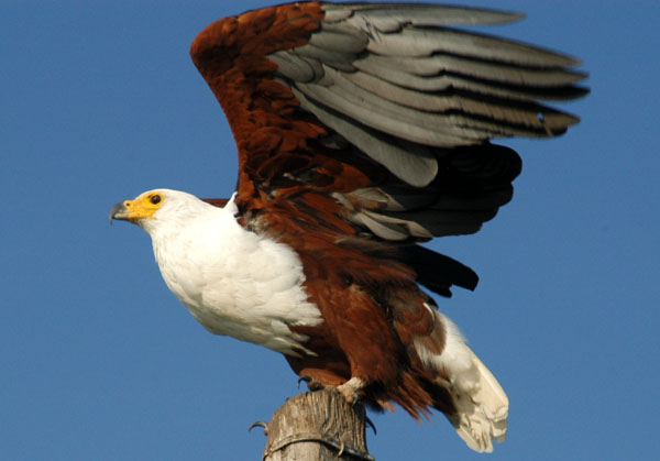 African Fish Eagle taking off