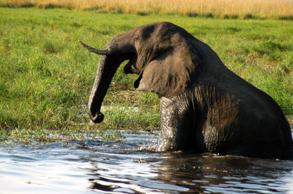 Elephant climbing out of the river