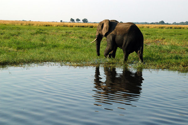 Elephant on an island in the Chobe River