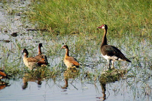 Egyptian geese