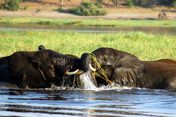 Elephants in the Chobe River