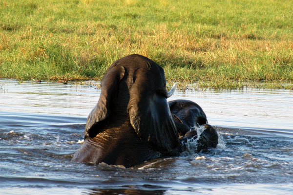 Elephants in the Chobe River