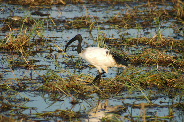 Sacred Ibis