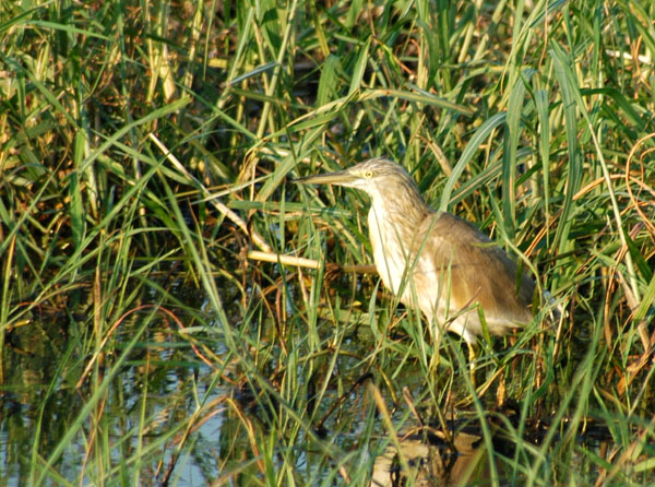 Squacco Heron  (Chobe, Botswana)