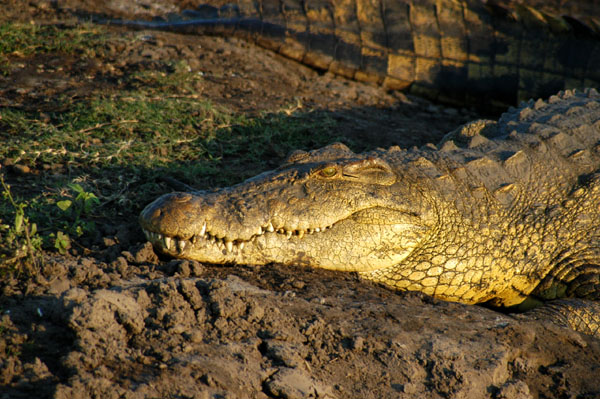 A huge Nile Crocodile