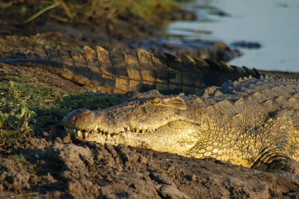 A huge Nile Crocodile