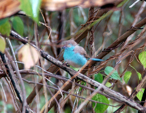 Blue Waxbill (Blue-breasted Cordonbleu)