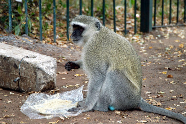 Blue-balled (vervet) Monkey, Victoria Falls