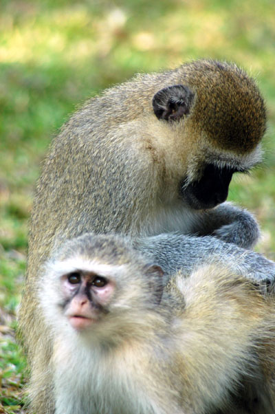Mom grooming Naughty Monkey