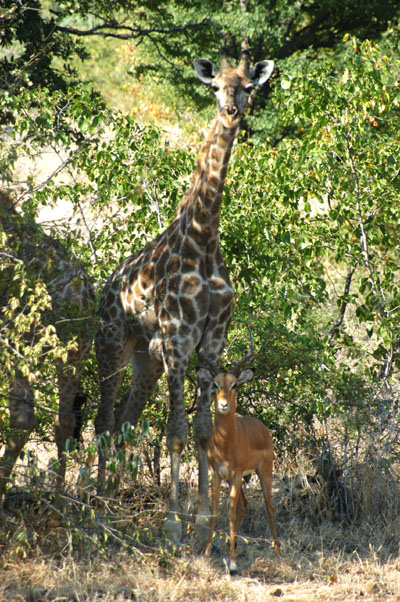 Giraffe and Impala on the walk to the falls