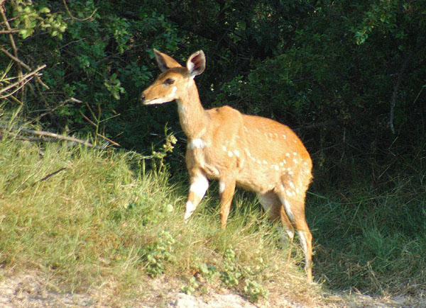 Chobe Bushbuck